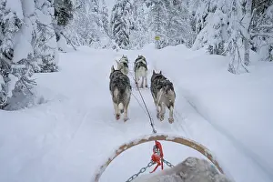 Sport Prints: Personal perspective of a person pulling a dog sled in the frozen snowy forest