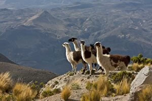 Andes Collection: Peru, Llamas in the bleak altiplano of the high Andes near Colca Canyon