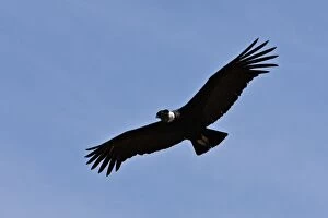 Wild Life Gallery: Peru, A magnificent Andean Condor above the Colca Canyon. At 3, 191 metres