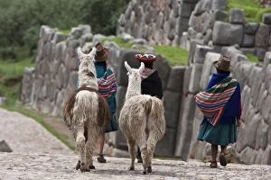 Sacred Valley Gallery: Peru, Native Indian women lead their llamas past the ruins of Saqsaywaman