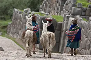 Sacred Valley Prints: Peru, Native Indian women lead their llamas past the ruins of Saqsaywaman