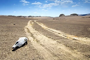 Deserted Collection: Peru, Ocucaje Desert, One Of The Driest Places On Earth, Sun Bleached Animal Skull