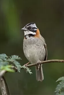Sacred Valley Gallery: Peru, A rufous-collared sparrow. These birds are commonly seen around the world-famous Inca ruins at