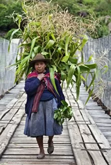 Produce Gallery: Peru, A woman with a load of maize stalks to feed to her pigs crosses a narrow bridge spanning