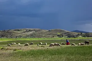 Puno Prints: Peru, A woman looks after her sheep along the shores of Lake Titicaca as rain threatens