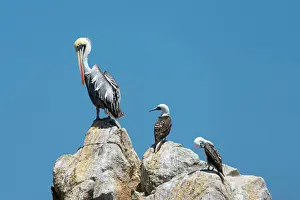 Peru Prints: Peruvian pelican (Pelecanus thagus) and two Peruvian boobies (Sula variegata) on rock
