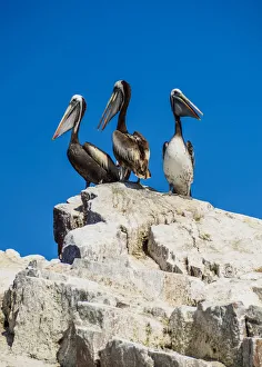 Peruvian pelicans(Pelecanus thagus), Ballestas Islands near Paracas, Ica Region, Peru Peruvian pelicans(Pelecanus thagus), Ballestas Islands near Paracas, Ica Region, Peru