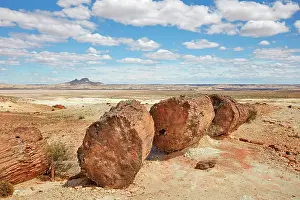 A petrified Araucaria tree (Araucaria araucana) in the Bosques Petrificados de Jaramillo National Park, with the Madre & Hija volcano in background, Santa Cruz, Deseado, Patagonia, Argentina