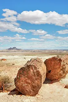 Trunk Prints: A petrified Araucaria tree (Araucaria araucana) in the Bosques Petrificados de Jaramillo National Park