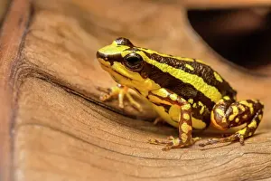 Poison Arrow Frogs Prints: Phantasmal Poison Frog (Epipedobates tricolor) - captive bred, Ontario, Canada