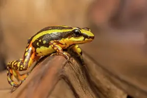 Captive Bred Prints: Phantasmal Poison Frog (Epipedobates tricolor) is endemic to Ecuador - captive bred