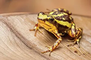 Captive Bred Prints: Phantasmal Poison Frog (Epipedobates tricolor) is endemic to Ecuador - captive bred