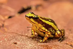 Captive Bred Prints: Phantasmal Poison Frog (Epipedobates tricolor) is endemic to Ecuador - captive bred