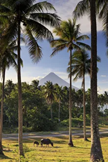 Cattle Prints: Philippines, Southeastern Luzon, Bicol, Mayon Volcano