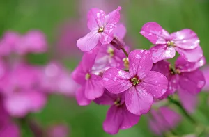Brae Prints: Phlox (Phlox sp. ) in rain French River, Prince Edward Island, Canada