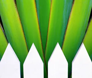 Abstraction Gallery: Picket Fence & Palm, Key West, Florida, USA