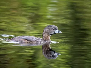 Grebes Prints: Pied-billed Grebe (Podilymbus podiceps), Grand Cayman, Cayman Islands, British West Indies