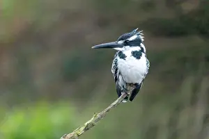 Kwazulu Natal Prints: Pied Kingfisher (Ceryle rudis), Zimanga Private Game Reserve, KwaZulu Natal, South Africa