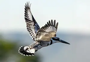 Flight Prints: Pied Kingfisher (Ceryle rudis) in flight