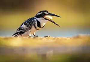Kwazulu Natal Prints: Pied Kingfisher (Ceryle rudis) regurgitating food