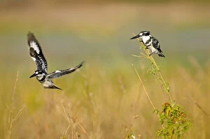 Images Dated 16th November 2012: Pied Kingfisher, Ceryle rudisr, Chobe National Park, near the town of Kasane, Botswana