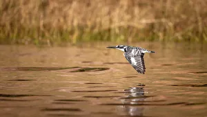 Kingfisher Prints: Pied Kingfisher, Chobe River, Botswana