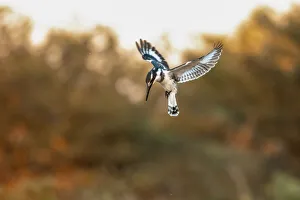 Images Dated 17th June 2021: Pied Kingfisher, Moremi Game Reserve, Okavango Delta, Botswana