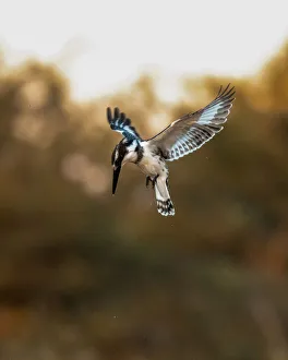 Images Dated 17th June 2021: Pied Kingfisher, Moremi Game Reserve, Okavango Delta, Botswana