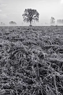 Oaks Prints: Piedmont Plain, Turin district, Piedmont, Italy. Winter air frost in the Piedmont plain
