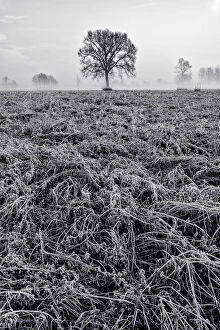 Air Frost Gallery: Piedmont Plain, Turin district, Piedmont, Italy.Winter air frost in the Piedmont plain