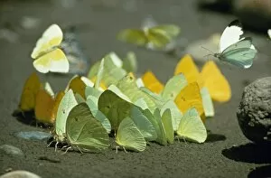 Biodiversity Collection: Pierid butterflies