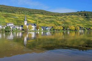 River Mosel Prints: Piesport with church St. Michael, Mosel, Mosel valley, Rhineland-Palatinate, Germany