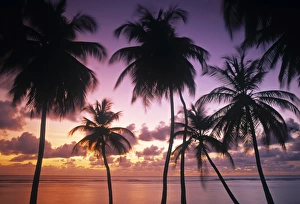 Tobago Prints: Pigeon Point, Tobago, Trinidad & Tobago
