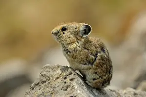 Boulders Prints: Pika (Ochotona princeps) Alert individual near den, Jasper NP, Alberta, Canada