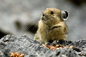 Tenacious Prints: Pika, Ochotona princeps in rockfall habitat, Jasper National Park, Alberta, Canada