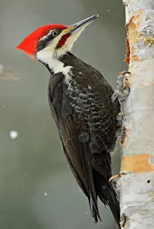 Barn Prints: Pileated woodpecker (Dryocopus pileatus)