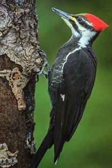 Females Prints: Pileated woodpecker (Dryocopus pileatus), Greater Subdury, Ontario, Canada