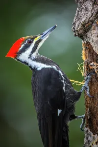 Adaptation Prints: Pileated woodpecker (Dryocopus pileatus), Greater Sudbury, Ontario, Canada