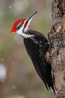 Woodlands Prints: Pileated woodpecker (Dryocopus pileatus) Female, Greater Sudbury, Ontario, Canada