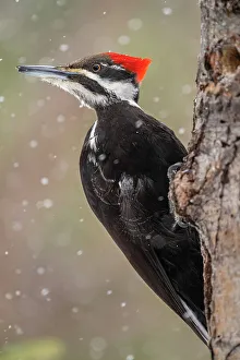 Pileated woodpecker (Dryocopus pileatus) Female, Greater Sudbury, Ontario, Canada