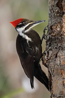 Attracting Wildlife Prints: Pileated woodpecker (Dryocopus pileatus) Female, Greater Sudbury, Ontario, Canada
