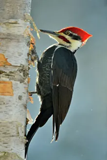 Biological Prints: Pileated woodpecker (Dryocopus pileatus) Male, Greater Sudbury, Ontario, Canada