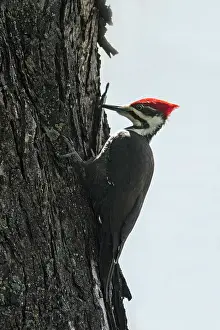 Winnipeg Prints: Pileated woodpecker (Dryocopus pileatus) in maple tree, Winnipeg, Manitoba, Canada