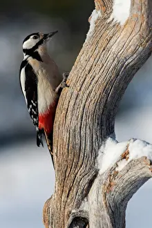 Ruka Prints: Pileated woodpecker feeding over a tree trunk in the Oulanka National Park