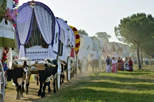 Dust Gallery: Pilgrims belonging to the Hermandad (Brotherhood) de Triana on their way to El Rocio