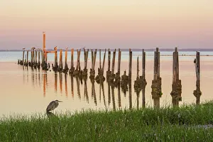 Florida Panhandle Prints: Pilings in St. Marks Bay at dawn, St. Marks NWR, Florida, USA