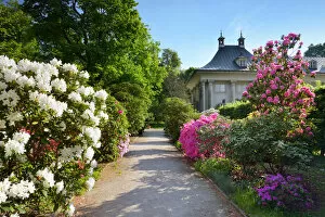 Pillnitz castlle and palace garden with Rhododendron, English garden, Dresden, Saxony