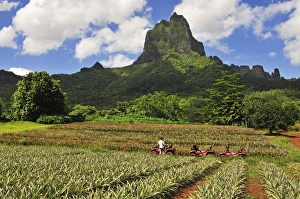 Pinapple Plantation, Mount Tohiea, Valle de Gauguin, Moorea, French Polynesia, South Seas