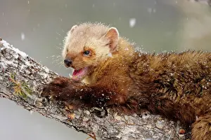Q3 2024 Prints: Pine/American Marten (Martes americana)- captive in winter habitat, Bozeman, Montana, USA