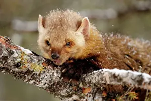 Q3 2024 Prints: Pine/American Marten (Martes americana)- captive in winter habitat, Bozeman, Montana, USA